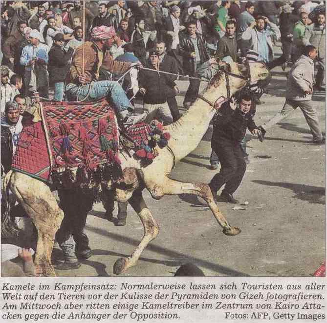 Kamel mit Treiber auf Demonstration